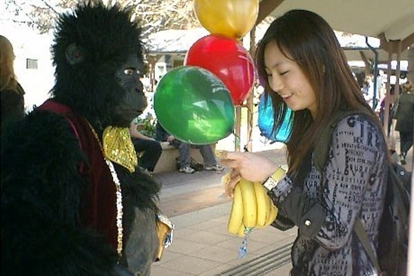 Gorilla at university